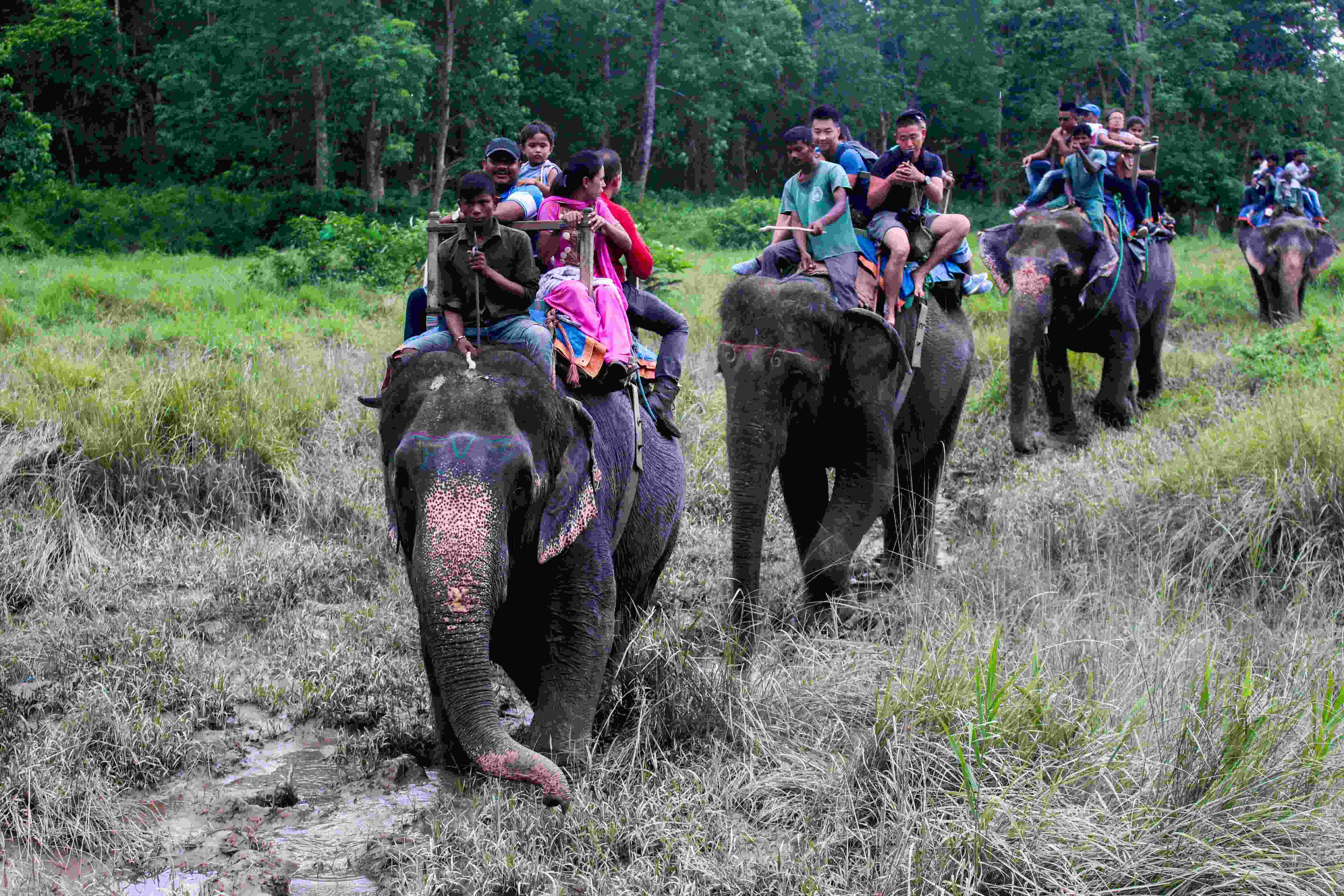 Elephant_Safari_inside_Chitwan_N 