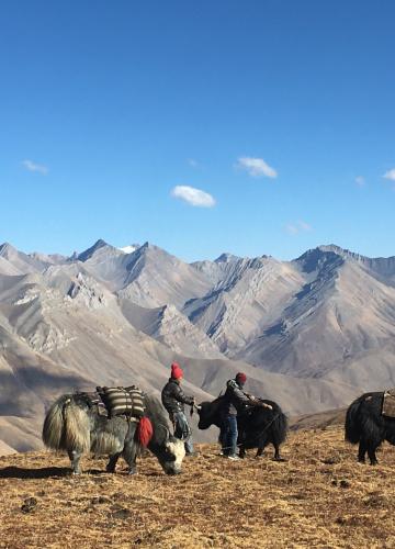 Yak caravan photo 