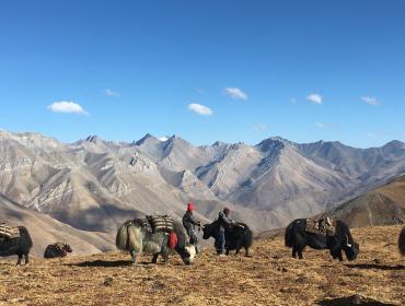 Yak caravan photo 